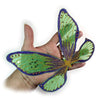 Organza Wings